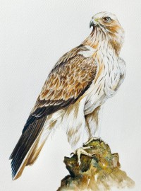 Booted Eagle